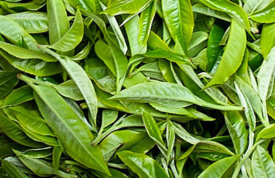 Feuilles de thé