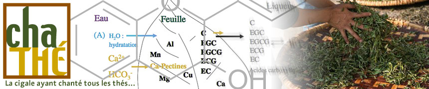 Composition chimique du thé