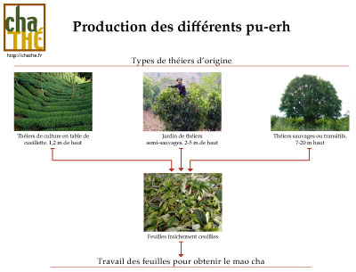 Production des différents Puerh